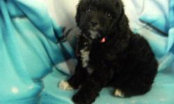 1 more  left, she is black female shih tzu poodle cross pup.She is friendly,loves attention, with a great temperament,non shedding,hypoallergenic ,she has her 2 sets of vaccination and been dewormed,paper training on process.She is home raised and been