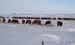 80 +/- bred Simmental, Sim X Red Angus Cows. Closed commercial herd. Bred Simmental to calve Mar 1st. Steer calves averaged 760 lbs. Oct 15th. Select heifer and bull calves available for viewing/sale as well.  Pasture available. 
 
Due to interest in