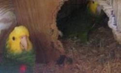I gotta proven pair of Double Yellow Head amazon up for sale. DNAed proven, males talks while female doesn't. Perfect health and feathers. On a ery healthy diet of Pellets, fresh fruits/veggies, seeds and some nuts. Asking $2500 for the pair. No trades