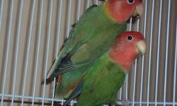 I gotta colony of Opaline breeder birds of different ages and colors (green, Lutino Pied and some orange faces too) All best breeders top of the line birds. Perfect health and nice smooth shiny feathers. Dark features. Asking $100 for each bird, will give