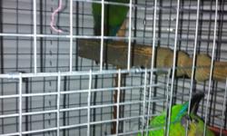 I have a breeding senegal pair
This ad was posted with the Kijiji Classifieds app.