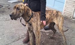 One year old brindle great Dane in need of loving home. Unfortunately do not have the time to train and care for him. He is very playful but needs training to teach him some manners (ie. jumping up and sitting). Tonnes of energy so needs a home where