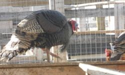 I have a trio of bronze turkeys for sale. There is one male and two females.Very nice looking birds!