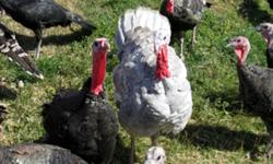 6 Ridley Bronze / Blue Slate cross turkeys for sale.  12-16 weeks old.  3 Black and 3 Grey.  3 hens and three toms. These turkeys will be good sized birds - toms approx 30+ lb when mature and hens about 20 lb.  Since these are  heritage turkeys, they are