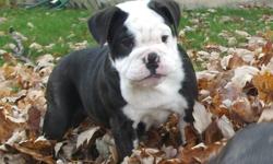 Olde Bulldogge Puppies Available
  Litter Born August 11th 2011
Pups ready to go to a new  home .
 2 Male Pups available. 
 A $400 is a deposit will hold your puppy . The balance of the puppy?s price will be due on pickup.
Each puppy comes with a 2 year