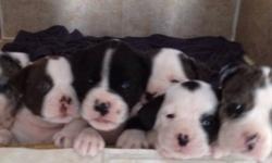 Bulldog puppy's!!  pure bred alapaha blue blood bulldogs 2 males and 2 females  left,  lots of colours very rare breed excellent family dogs very intelligent and loyale great with kids, they had there first shots and vet check ups registered and a health