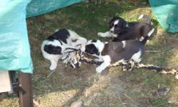Old English Bulldog x Border Collie puppies
ONLY 5 PUPPIES LEFT
1 short hair male and 4 short hair females
they are very friendly puppies
they have their fisrt shot.
they are dewormed.
ready to go to a nice home.