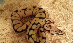 2 male Bumblebee Ball Pythons available.
 
$400 each