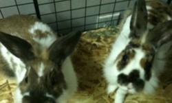 I have 2 boy bunnies Chester and Teddy that need a home. They are brothers. They are litter trained, and love to hop around and explore. Comes with food, hay, treats, litter box, food container ect. May be able to drop off.
This ad was posted with the
