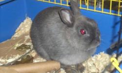 The Alliston & District Humane Society is currently home to many many many bunny's who are all looking for a loving forever home, All of these bunny's are extremely friendly and love people with unique personalities. We have Adult lop's male and females,