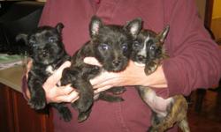 Three adorable cairn terrier puppies for sale. Located in the Mavilette , Salmon River area. All three puppies are females. One black one, one medium brown one and one light brown one !! Parents are both pure breed. Ready to go soon to a good home !!
(
