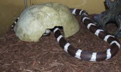 This is an adult white and brown kingsnake that is almost 5 feet long it is a male and his name is Tutt.He likes to be handled by both adults and kids and has never tried to bite. He  is  is eating live mice and comes with his tank,lid,light and his water