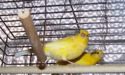 Have you ever gone to a pet store and bought a Canary be it a male or female and got it home only to find out that you did not get what you thought you have purchased.  I have had that happen a few times to me over the years.
I guarantee that if I sell