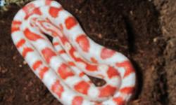CANDY CANE CORN SNAKE FOR SALE WITH THE TANK AND ALL THE REQUIRE ACCESSORIES
 
I'm looking for a new owner my Candy Cane Corn Snake.  He is really friendly, likes to be picked up.  Good to handle. 
 
I'm selling:
2 1/2 ft Corn Snake
12" height X 12" width