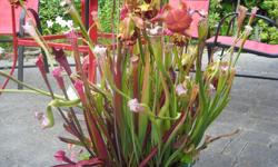 Full sun, year round outdoor bog plants. Grown in pots placed in saucers of water or in shallow water feature. Flowering in late winter/early spring depending on location. Pitcher tubes attract and trap flies, wasps, beetles, etc. Grow to 2' tall at