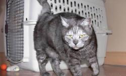 This is "Chairman Meow" - this regal dark silver tabby is manly man who is searching for a forever home of his own! He loves to be petted and wind himself around your legs for attention. This big boy is just a delight to be around! He's ...searching for