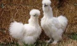 I WANT TO INCREASE MY CHICKENS FOR WINTER...
WANT BARRED ROCK, AMERICANA, RHODE ISLAND RED OR SILKIES
PLS CALL 763-4536