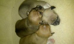 3 puppies for sale will show father and mother of the puppies
Darker one is sold as of Dec 9,2011
Reddish white is sold as of dec 16 2011
greyish white blend in colours available
first shot... deworming.. welcome packaging such as food. collar, leash, a