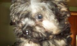 male chihuaha poodle cross very small sweet little boy to good home serious inquiries please
