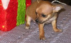 1 male Chihuahua Puppy left
I have one male puppie left. he will mature at 3 - 6 Lbs. The mother  weights 6.8 Lbs and the father weights 6.4 Lbs.  Vet checked with 1st shots done.
He has been paper training and he's doing very well.
 
Born October 25,