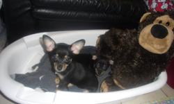 - 10 week old Black and Tan short-haired Chihuahua Puppies (1 male & 1 female) for sale to good homes.
- Have 1st set of shots and deworming. Come with vet records.
- Very healthy - fed the best quality vet-recommended food!
- Well taken care of,