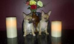 Two Chihuahua puppies for sale. Both parents weigh 5 Ibs. The mother is long haired chihuahua, and father is short haired. Both are extremely friendly dogs who love people. I have one female and one male. the one on the left is the female. And the first