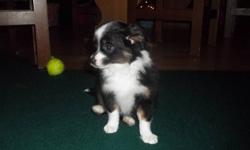 This is Toby, he is a male, black tri in colour with 2 brown eyes. He is a Chihuahua/Toy Australian Shepherd cross. He is paper trained and is up to date on all vaccines and deworming.  He loves to play fetch and tug-o-war and he loves to be with you. He