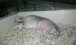 Grey male chinchilla for sale (Chili), 1 year old...comes with 2 cages, food, timothy hay, dust bath, chinchilla ball...please email if interested...am moving and cannot bring him with us. :( I am able to deliver if needed!