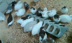 We have 45 quail chicks hatching 23-12-2011 for sale $2 each or take all (45 chicks) $50.we delivery.dont forget to check my other ads