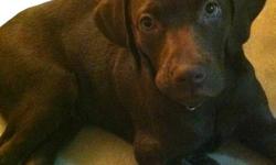 I have one CHOCOLATE LABRADOR puppy female for sale.
My PUPPY IS VERY  CUTE , SHE IS HEALTHY AND HAD HIS  FIRST SHOT AND DEWORMED.
?I am never home so she spends a lot of time in the house by herself and I feel bad about that.  She needs a home that there
