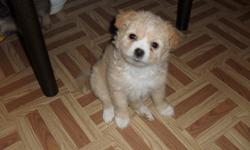 shih-poo-poms for sale! great christmas puppies, the dark puppies are the males and the one blond one is a female .. i cannot get their shots so you will have to get it for them..if your interested please contact me through email. thanks.