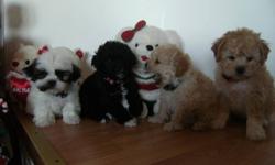 Just in time for X'mas we have a pups that will be a perfect gift for your loveones, they are non shedding, hypoallergenic,they have their 1 set of shots and been dewormed.They are eating well,  really cuddly , well socialized and loves your