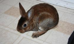 we have only 2 males left! they are very sweet and friendly, as you can see they are used to kids as well! mini rex bunnies are known for their velvety soft fur and should mature to approzimately 4 lbs. email or call anytime, except after 8 pm. they make