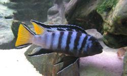 Pseudotropheus Elongatus fry
About 1"
Picture below is what the male will look like in breeding colours, female is darker with little yellow.
Electric Yellow fry for sale, same size. See picture below for picture of what the male will look like.
Also