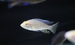 Selling cichlid Albino Peacocks
3+ inch (7 left, unsexed)
Healthy and fed exclusively NLS
$15 each firm
Pick up only