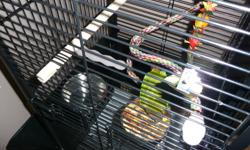 Cinnamon conure along with cage, toys and food. Very friendly, loves to sit and play on your shoulder and loves to be cuddled. About 4 1/2 months old. Contact me if you are interested. I am selling him because i am working full time at my job and dont