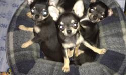 We are a Veterinarian & veterinary technician husband and wife team who raise CKC (Canadian Kennel Club) registered chihuahuas in our home. We breed & exhibit top quality chihuahuas from champion lines and our dogs have won many awards at National