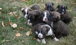 Beautiful litter of boxers, born Sept 4 we have 5 girls and two boys! Sire and Dam have excellent temperment and have been raised around children. Our Sire is ~85 pounds and Mom is ~60lbs. Excellent health. Our puppies have dew claws removed and tails