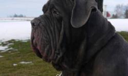 CKC Registered Neapolitan Mastiff Puppies 
We are excited to announce a much anticipated litter between Cheadeaux's Slush Puppy "Lexie" and Clayton Hills Guido "Guido". Due on March 3-5. Champion lines that exemplify the true athletic beauty of the