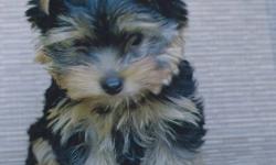 We have (3) three Beautiful Purebred CKC Registered Yorkshire Terrier Male Puppies.
Champion bloodlines, Vaccinated and Guaranteed
Pups are sold on a Non Breeding spay or neuter agreement.
Pet companion only.
All of of our babies leave here vaccinated ,