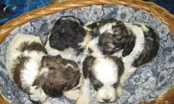 We have beautiful Cockapoo  puppies that will be ready to go just in time for Christmas! The 4 pictured together are males and the single one is a female.
 When they leave us they will have had their 1st shots, vet check, dewormed and come with a 1 year