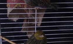 We have 4 cockatiel's that are about 2 months old and lots of canaries