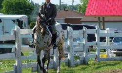 Leopard Appaloosa. Was shown at younger age befor bought.has 250 points.Was shown at local clubs last year.placed well.This year.2 clubs doing well with limited workouts. I am selling due to truck accident in the winter.He was bought for me to presue my