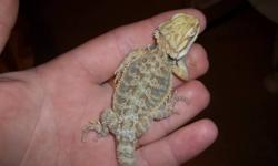 Beautiful violet and citrus colour morph baby bearded dragons for sale. The mother is a violet/citrus and the father is a big orange/yellow citrus. The babies colours are absolutely amazing. Some babies are greenish with gold accent tones and others have