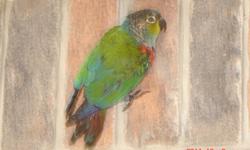 Conure Parrot (Crimson bellied), friendly,
and affectionate, to be sold only to loving
person