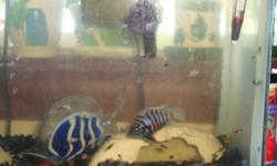 Convict Cichlid babies for sale.  Regular grey with black stripe ones as well as ones with no stripes (they are white to light pink in color).  Only a couple of months old.  $4 each
Pretty small, but you can see in the picture what they will mature to