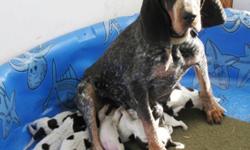 Bluetick Coonhound Puppies - UKC Registered
Ready to go 1st week of January
9 males 2 females - born November 11, 2011
Vet checked, 1st needles, de-wormed, micro-chipped
Shipping can be arranged
705-385-8030