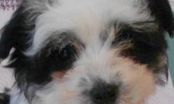 We have two little Coton puppies that are looking for their new homes...One little boy (the colored Coton) and one little girl (the white one).
 
Caesar is our little boy!   He has is a petite little guy and has always been a little more shy and timid.