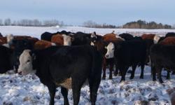 Middle aged,  mostly angus crossed cows
25 Bred to start calving in  March
25 Bred to start calving in April
Please feel free to call me, Mike @ (403)588-2377