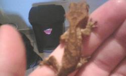 i have a little baby crested gecko with a 5 gallon tank with screen lid and some plants i have no time for the little guy may trade for some other lizards
